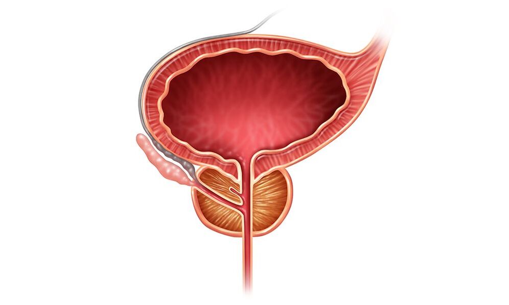 vị trí tuyến tiền liệt ở nam giới